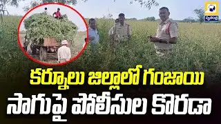 కర్నూలు జిల్లాలో గంజాయి సాగు | Police Bust Massive Ganja Cultivation In Kurnool | Swatantra Tv |