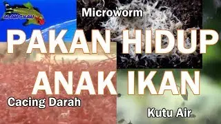 6 Pakan alami Anak Ikan - Pakan Hidup
