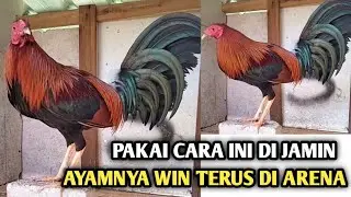 CARA TERNAK AYAM ADUAN PISAU/AYAM FILIPIN IMPOR