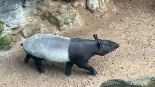 Bronx Zoo  | Asia Plaza -Jungle World | Bronx, NY