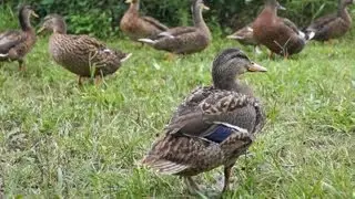 Sony A58 / 1080 / 24p / FX mode / AVCHD / sample video