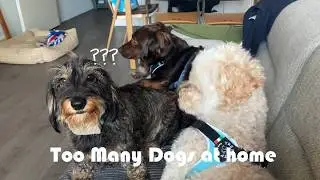 사람보다 개가 많은 집 🏠🐶🐶🐶🐾🐾🐾