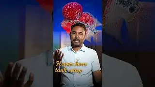 Flowerhorn tank setup - Tamil.🔥🤩