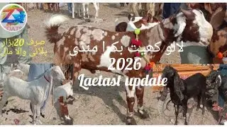 لالو کھیت بکرا منڈی 2026 laetas update 