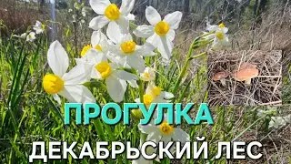 Декабрьский лес.Прогулка#naturebeauty#nature#naturewalk#myisrael 