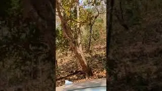 Perfect off-road destination - Simlipal Tiger Reserve #forest #nature #forestcore