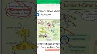 Lambert Eaton Syndrom | Mysthenia Gravis | Musculo skeletal System | Pathology | FCPS exam | Sk seri
