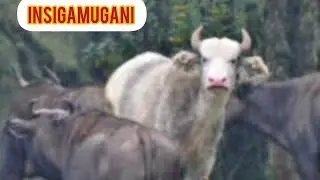 INSIGAMUGANI: NYIRARUNYONGA ATI : //AGAKURIKIWE N'ABAGABO NTIKABASIGA.// #intsinzitv #facts #duet 