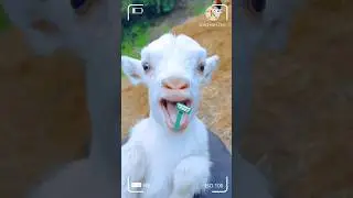 high #quality #colour #goat #funny #voice #mai #mai🪒🐑🥀