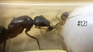 Преклони колено или умри / Муравьиная версия // Camponotus turkestanicus fellah