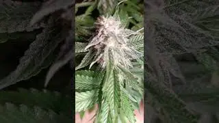 #marshydro #grow gelato 44
