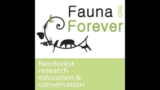 Bird Ringing in the Neotropics - by Chris Ketola (Fauna Forever)