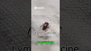 Lyme's Vaccine  Reactions, Risks, and Dog Health Explained