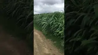 CO5 എന്റെ തീറ്റ പുൽ കൃഷി