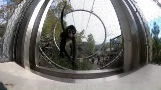 Saint Louis Zoo Mexican spider monkeys move inside for winter
