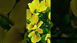 #yellow#musturd#flowers#creative #videography#nature#trending#viral#shorts#video