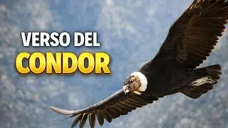 Verso del Condor 🦅 | Il suono misterioso del gigante dei cieli
