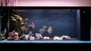 Juvenile Altum Angelfish update 30th sep 2024.
