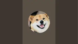 Shiba State of Mind nadaje na żywo