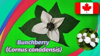 Pretty Flower Ideas | Canada Day F&ecirc;te du Canada
