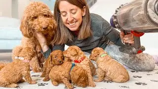 Goldendoodle Puppies First Reactions to NEW Sound