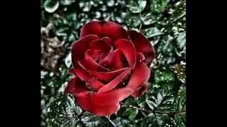 Fiori e Piante-Video del Gruppo Fotonatura di Facebook