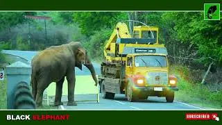 The Moment Curiosity Turned into a Nightmare. #elephantattack #elephant #wildelephant #wildlife