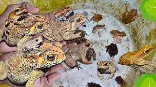 Catch beautiful Funny Frogs Outdoor, Bullfrog funny, Toad funny, Tree Frog