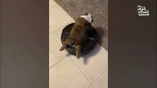 Cute Dogs Do Hilarious Things: Car Rides to Roomba Rides! #shorts