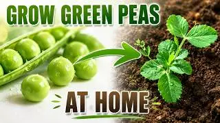 How to grow Green Peas plant from the Seeds at Home | Terrace Gardening in Pot