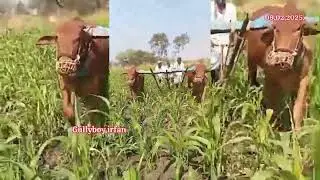 86002 43019   కోడెలు మహారాష్ర్ట bulls for maharastra पड़े महाराष्ट्र