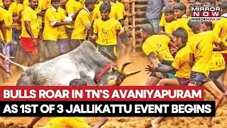 Jallikattu: Bull-tamers Try to Grab and Hang on to Bull in The Traditional Sport on Pongal | Watch