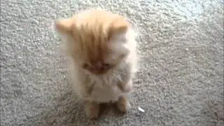 My Orange Napoleon Kitten -  Strawberry Princess