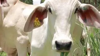 Sistema Integra&ccedil;&atilde;o Lavoura-Pecu&aacute;ria garante mais pasto na seca
