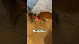 #cat #cats #kitty #kitten #funny #halloween #spooky #cute #pets #petlover #catlovers