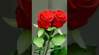 سلمان المنكوب جميل جدا