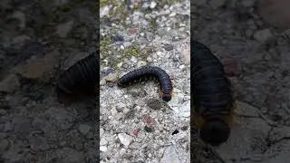 Sawfly larvae