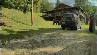 Tesla sentry mode catches black bear 