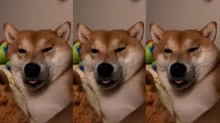 Shibe's Extremely Sleepy Face #Shorts