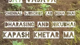 kapash ke khetar me dharasing and nikubhai 2023