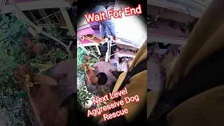 Next Level Aggressive Dog Rescue #rescue #next #dog #dogwithpublicsafety #ytviral #shorts