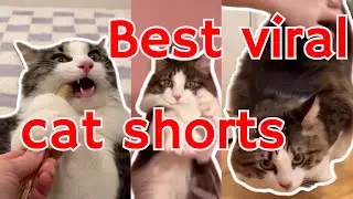 Постарайтесь не смеяться: самые смешные вирусные клипы с кошками