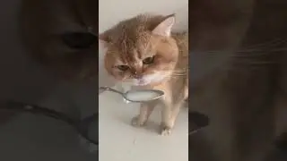 Cute Cat Drinking Milk With Perfect Sound