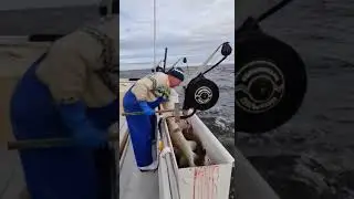 Fiskvei&eth;ar &aacute; Brei&eth;afir&eth;i 08,05,23