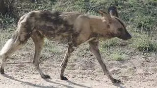 African Wild Dogs close to Talamati Bushveld Camp this pack was on the move