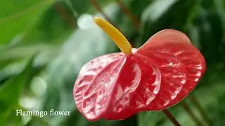 The Most Beautiful Flowers Collection | All Flowers Name | 4K ULTRA HD