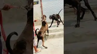 Jack   Billu pak bully dog