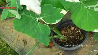 🐭 Alocasia Mickey Mouse/ Alocasia Xanthosoma Variegata: Whimsical Indoor Charm with Unique Leaves! 🌿