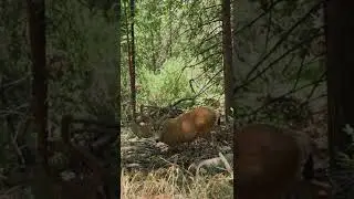 Cute deer videos #Shorts