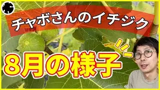 【イチジク】ちゃぼさんのお庭の8月の様子！おまけ動画付き（育て方）
